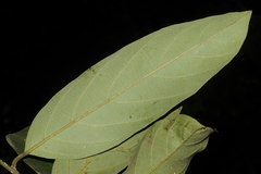 Cryptocarya beddomei